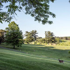 W. Virginia Hills with deer